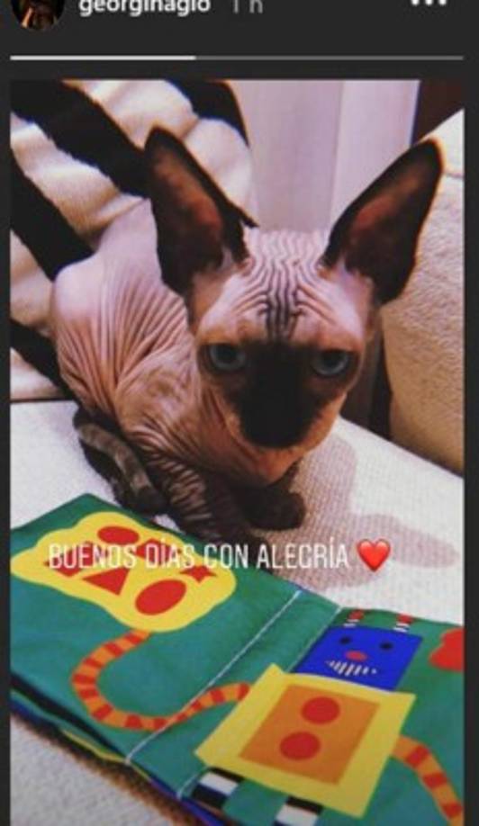 La novia de Cristiano presumió en sus redes sociales la nueva mascota, su precio anda en aproximadamente 3 mil 400 dólares.