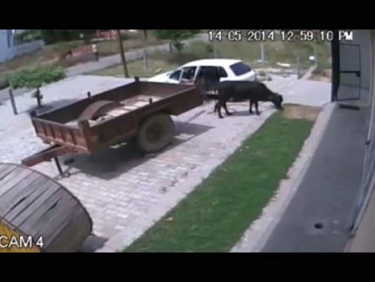 Video: Ladrón se roba una vaca y la mete en un mini carro
