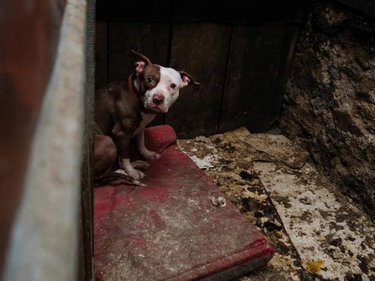 Honduras, paraíso del maltrato animal