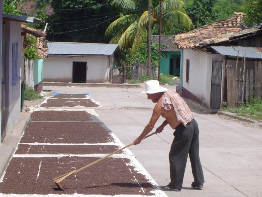 Canadá le abre la puerta  a la pimienta hondureña