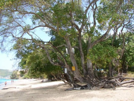 El árbol de la muerte sí existe y está en América Latina
