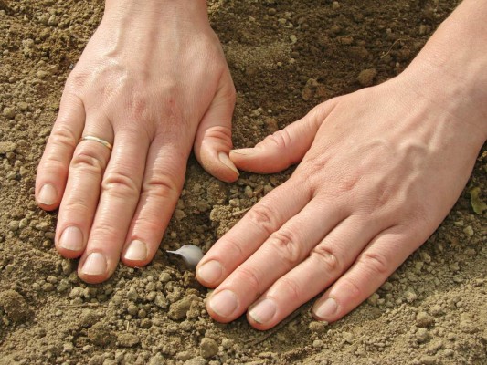 woman hands sowing garlic into the ground