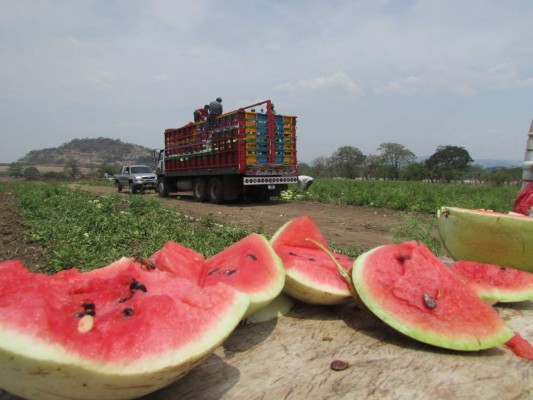 SAG reporta alza de 12% en agroexportaciones