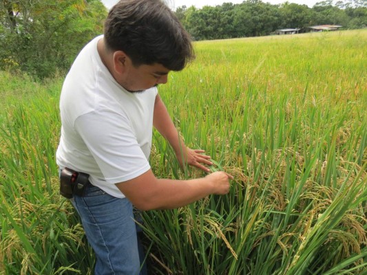 Fenómeno de El Niño tiene en alerta a 122 mil familias hondureñas