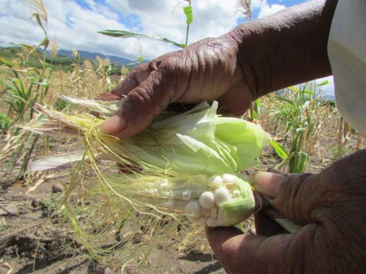El 50% de la siembra de granos básicos se pierde por sequía