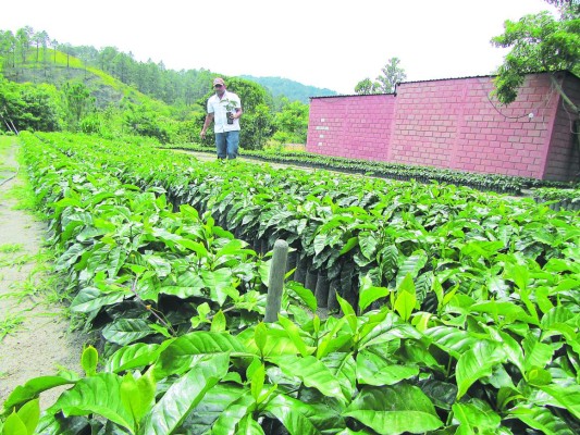 JF Vivero de cafe en la casa san Juan Pablo Segundo 29 AGOST 2014