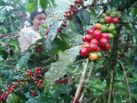 Precio del café sigue al alza