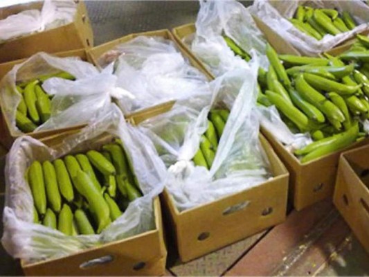 Incautan 710 kilos de cocaína en bananos hacia Honduras