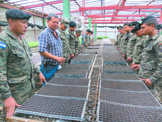 Adaptarán hortalizas brasileñas en Comayagua