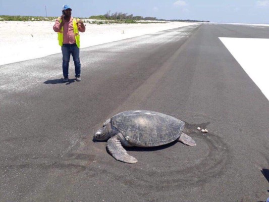 Tortuga deja sus huevos sobre pista que antes era una playa