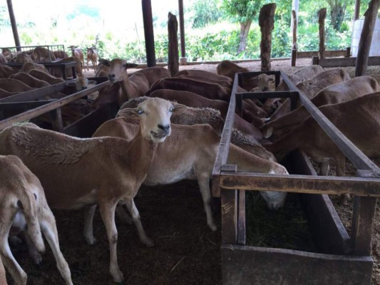 Policía busca a un grupo de hombres que abusó sexualmente de una cabra en India