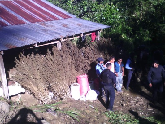 Encuentran 16 manzanas de supuesta marihuana en Tocoa, Colón    