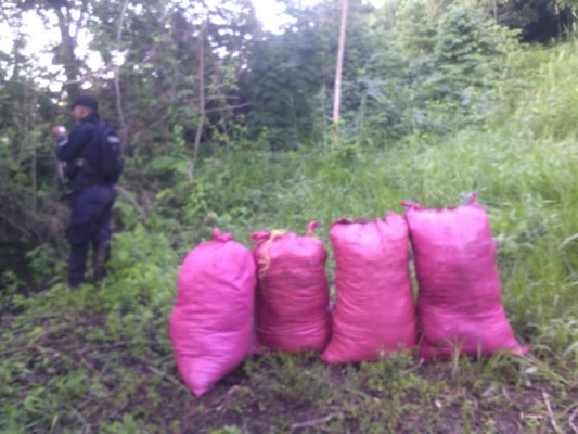 Encuentran 16 manzanas de supuesta marihuana en Tocoa, Colón    