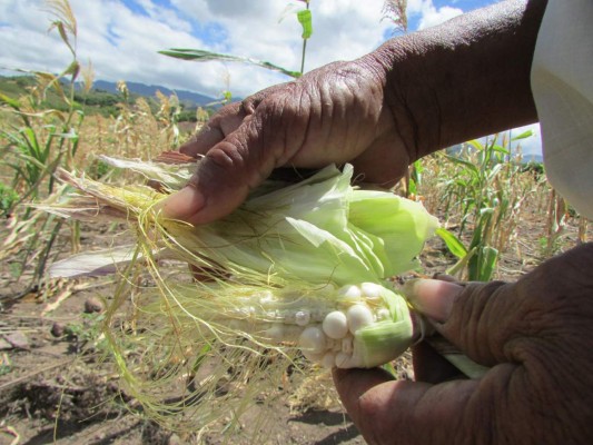 Paliar sequía en Centroamérica podría costar $2,000 millones