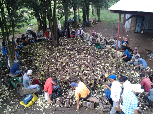 Exportaciones de malanga se duplicarán para 2014