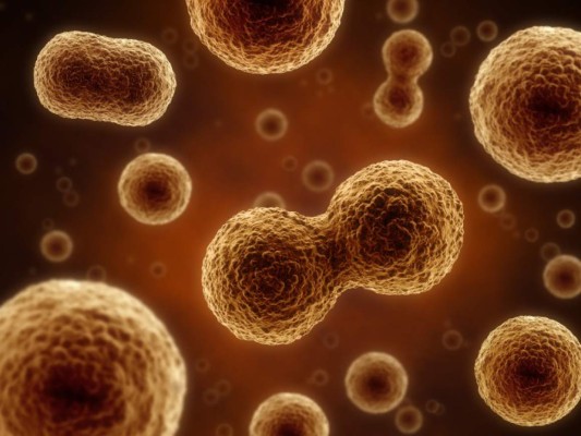 ¿Pueden las células madre ser la cura para la calvicie?