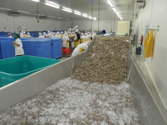 México todavía no levanta bloqueo a camarón hondureño