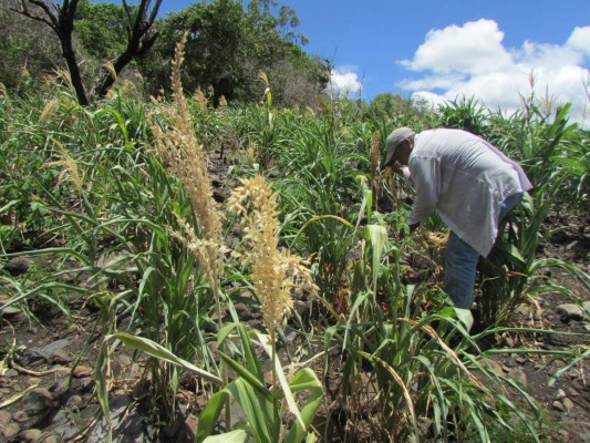 Pronostican más producción agrícola por invierno intenso