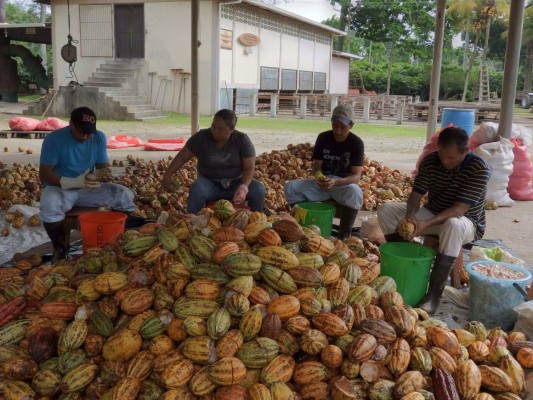 Invitación a curso de producción de cacao