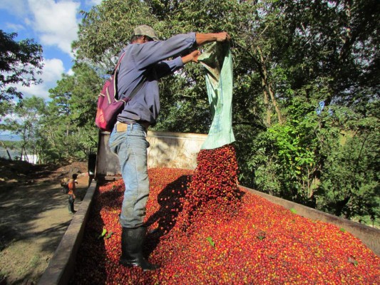 Honduras ofrece a propios y extraños conocer la ruta del café