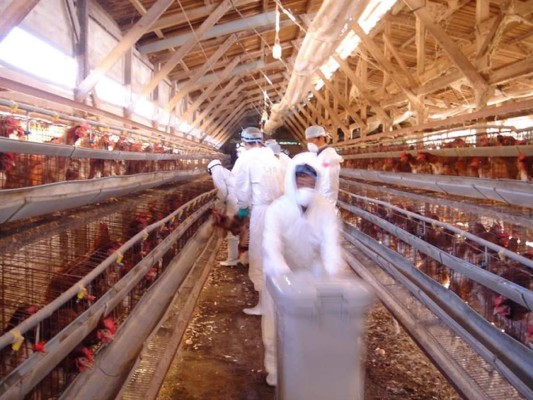Sacrifican 320,000 aves en Japón tras detectar nuevos casos de gripe aviar