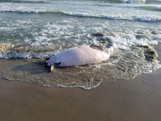Encuentran manatí muerto en playa de Tela