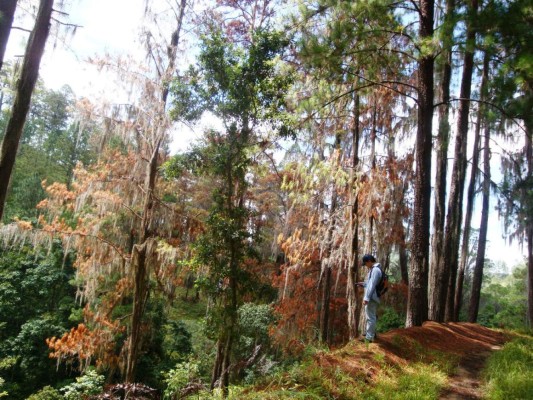 Alerta por bosques hondureños plagados de gorgojo