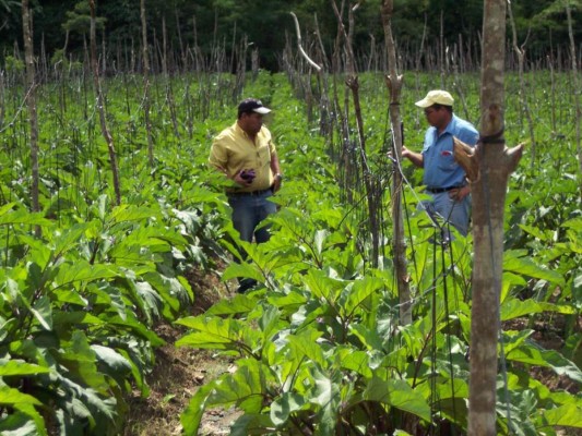 Programa de la UE ayuda a las mipymes agrícolas a exportar