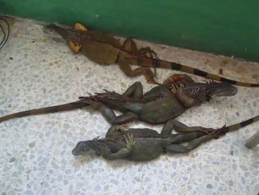 Fiscalía rescata iguanas