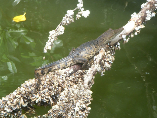 Certificarán guías para mejorar el turismo en Tela
