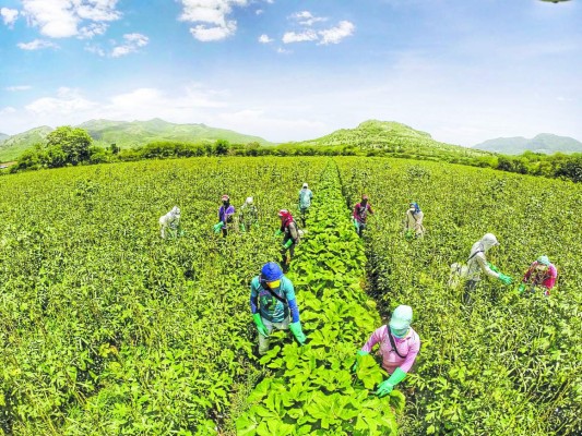 Exportadores hondureños de okra americana presionan el acelerador al 50%