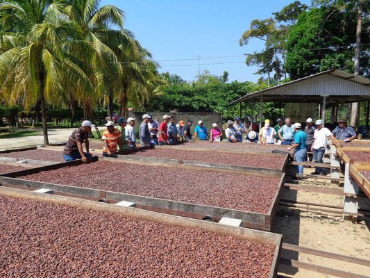 Cacao hondureño se clasifica entre los mejores 17 del mundo