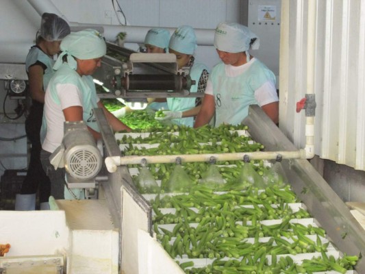 Envíos de okra dejarán $20 millones en divisas