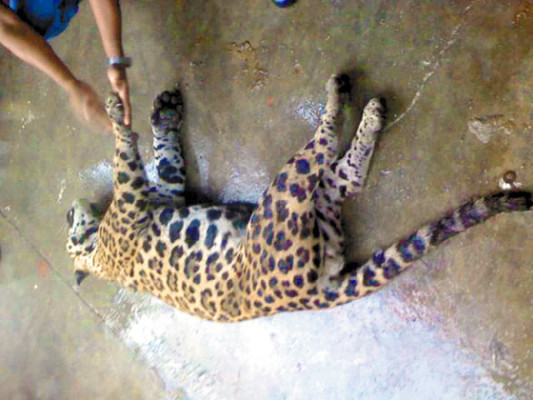 'No teníamos intención de matarlo”: jefe bomberos