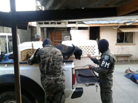 Capturan a cuatro en operación antidrogas en Islas de Bahía