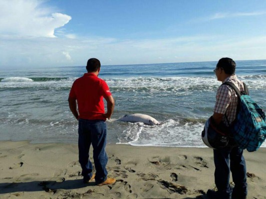 Encuentran muerto un manatí frente a una playa de Tela