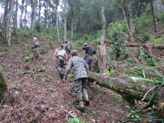 Por orden judicial destruyen cafetal en zona protegida de Comayagua