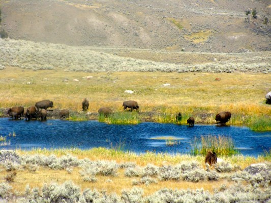 Yellowstone bisontes, osos y géiseres
