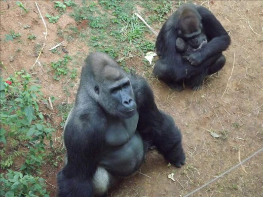 Nace la primera cría de gorila de Suramérica&nbsp;&nbsp;