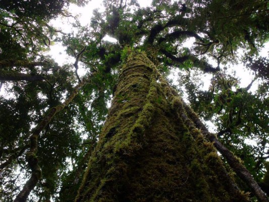 El Parque Nacional Montaña de Celaque cuenta con altas mesetas y cuatro picos con más de 2,800 metros de altura. Foto tomada del Facebook de Parque Nacional Celaque.