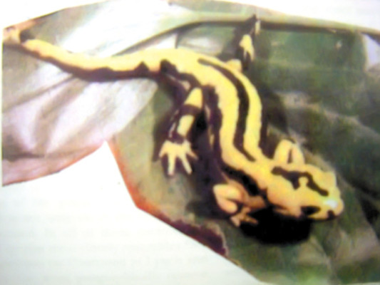 Descubren salamandra única en Honduras
