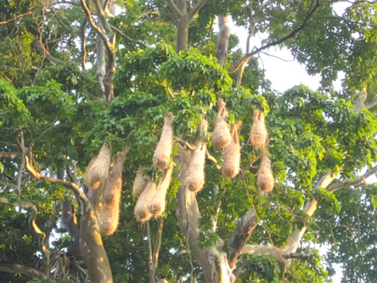 El Lago de Yojoa, belleza natural de Honduras