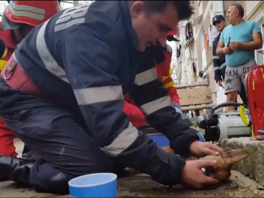 Bombero revive a perro con respiración boca a boca
