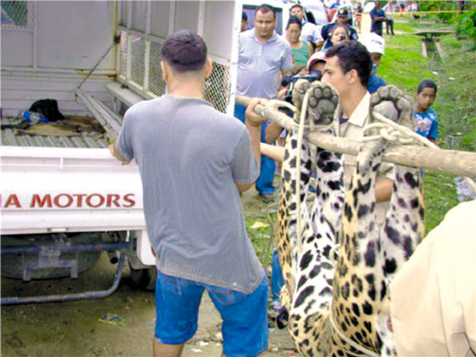 Honduras: Jaguar atemoriza a porteños