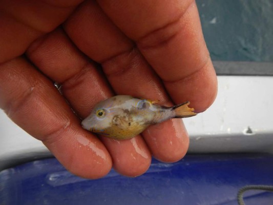 Alarma en Roatán por muerte de peces