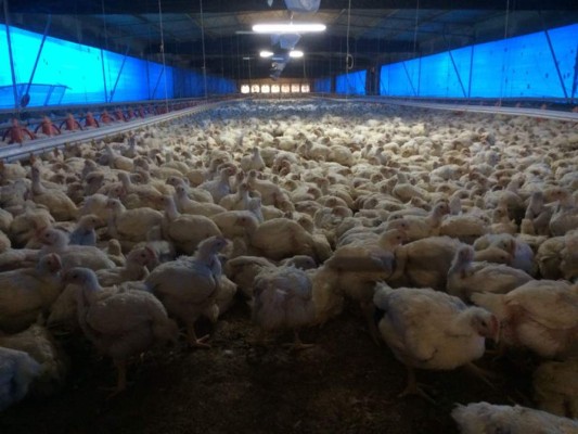 Honduras, primer país centroamericano en exportar pollo a Estados Unidos