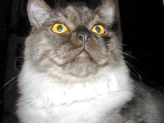 Gatos, mascotas dulces y cariñosas