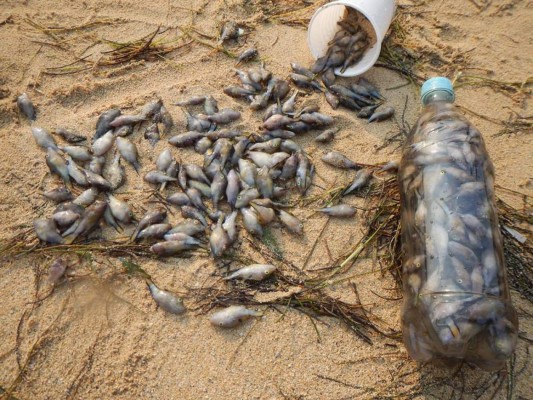 Alarma en Roatán por muerte de peces