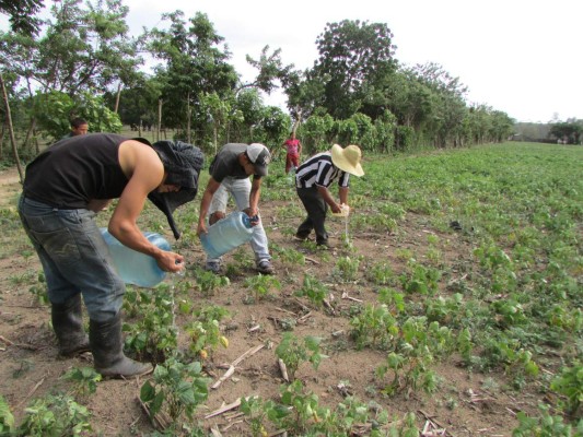Banca nacional dispone de L2,000 millones para el agro