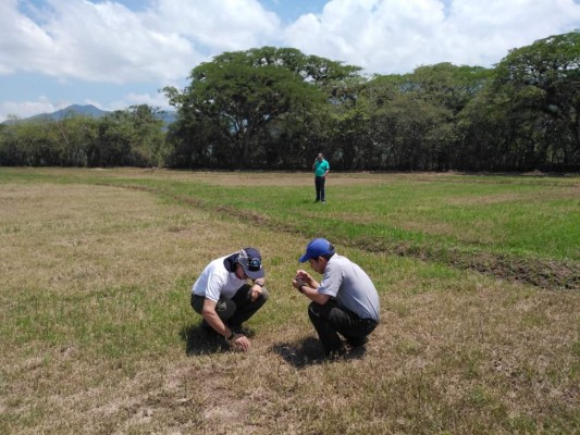 Productores de arroz de Intibucá perderán el 50% de sus cosechas